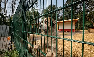Zum neuen Konzept des Tierheimes gehören zwei Gruppen-Hundehäuser mit je 200 Quadratmeter großen Ausläufen. - Susanne Lahr
