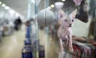 Tiere werden in Heimen umsorgt. Doch wer unterstützt die Einrichtungen? (Archivbild) - Sebastian Christoph Gollnow/dpa