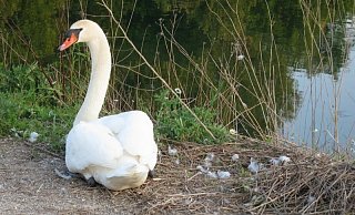 Das Weibchen nach dem Verlust der Eier am sehr behelfsmäßig wirkenden Nest. - Martin Sundarp