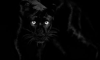 Mit diesem Foto eines schwarzen Panthers, das den Titel "Look into my Eyes" trägt, hat Lars Beusker den renommierten internationalen Preis gewonnen. - Lars Beusker