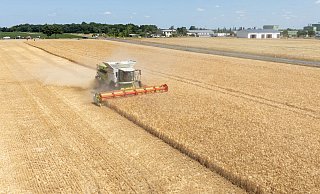 Die Landwirte hoffen nach einem trockenen Frühjahr auf eine durchschnittliche Ernte. (Archivbild) - Sebastian Kahnert/dpa