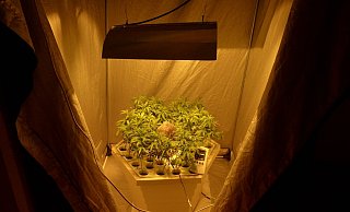 Die Beamten fanden im Keller eine kleinere Plantage mit 36 Pflanzen. - Polizei Minden-Lübbecke