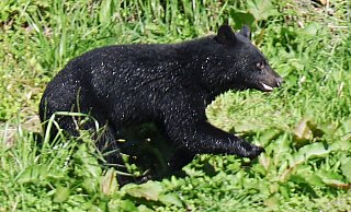 Immer mehr Menschen werden in Japan von Bären angegriffen. (Archivbild) - Uncredited/kyodo/dpa