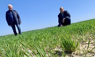 Kreislandwirt Johannes Giesguth (l.) und Ferdinand Falke, Pflanzenbauberater der Landwirtschaftskammer, auf einem sichtlich trockenen Weizenfeld in Haaren. - Jens Reddeker