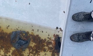 Ein Müllsack und zwei tote Katzen lagen in einem Pool in Warburg. Die Gartenbesitzerin hat Anzeige erstattet. Foto: Privat - Privat