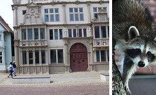 An der Breiten Straße, in der Traufgasse, dem schmalen Durchgang, den auf dem Foto gerade zwei Bürger passieren, saß der kleine Waschbär. Hier wurde das Tier erschlagen. - Vasco Stemmer / Pixabay