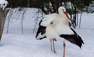Kommen die Störche mit der Kälte zurecht? - Pixabay