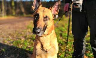 Malinois-Mix Prinz sucht ein neues Zuhause. - Tierheim Gütersloh