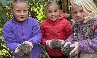 Die drei jungen Igelretterinnen Franziska, Jana und Mia mit drei Igeln aus der Pflegestelle von Ariane Friedrichs. - Privat