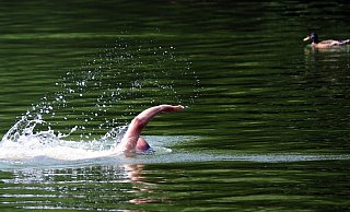 Wer im See schwimmt, ist nie allein - im Gewässer sind auch viele Fische unterwegs. - Daniel Reinhardt/dpa/dpa-tmn