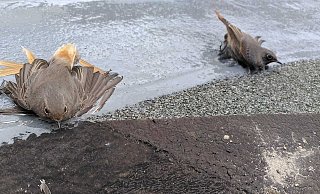 Nicht alle der Singvögel überlebten die Tortur. - A. Hillebrand