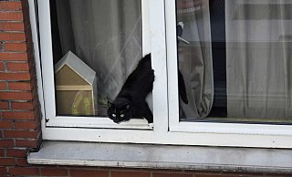 Eingeklemmt: Die Katze steckte in einem angekippten Fenster fest. - Thomas Kube/FFW