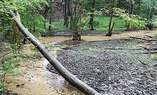 Mit der schönen Natur direkt vor der Haustür kann die Stadt punkten. Die Neue Westfälische lädt ihre Leserinnen und Leser ein, an der Serie „Naturschätze in SHS“ mitzuwirken. Ein Naturschatz wird im Bild gezeigt, und in der Woche darauf wird das Rätsel gelöst. Das Foto ist so aufgenommen, dass der Standort nicht unmittelbar zu erkennen ist. Das wird mal schwieriger sein, mal einfacher. Naturparkführer Otmar Lüke wird Interessantes und Anekdoten beisteuern. Und Sie, liebe Leserinnen und Leser, dürfen gern Ihre Erfahrungen beisteuern. Kennen Sie den Ort? Was verbinden Sie mit ihm? Schreiben Sie uns an shs@nw.de. - Otmar Lüke