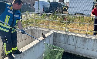 Alleine konnten sich die Tiere nicht aus dem Becken retten. - Privat