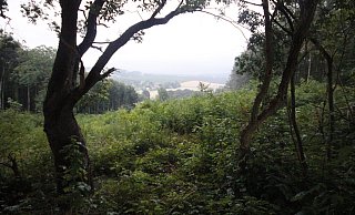 War es hier? Der Ort erinnert den Autor jedenfalls stark an "seine" einstige Rodelbahn. Vermutlich ist es aber nur eine Lichtung, die vor relativ kurzer Zeit als Folge der Rußrindenkrankheit entstanden ist. - Meiko Haselhorst