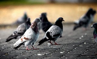 Die Kadaver von sieben Haustauben wurden jetzt in dem Wäldchen in Dreyen gefunden - ihnen waren Kopf und Beine abgetrennt worden. - Sarah Jonek