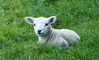 Friedlich und unschuldig ist das Wesen eines Lamms. In Obernbeck aber wurde ein Exemplar gegenteilig behandelt. Bis das Veterinäramt einschritt. - pixabay