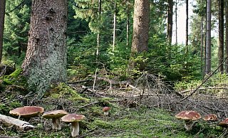 Steinpilze im Fichtenwald – die von Borkenkäfer und Trockenheit besonders gebeutelte Fichte hat 132 verschiedene Pilzpartner. - Jan Preller