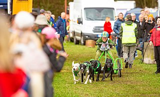 Und los: Die vier Hounds der Deutschen Meisterin im Schlittenhunderennen, Catja Bach, dürfen endlich rennen, was die Pfoten hergeben. - Mike-Dennis Müller / www.mdm.photo