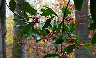 Der Ilex mit seinen roten Beeren macht jede Menge her. Es ist aber verboten, ihn im Wald abzuschneiden. Er gilt nämlich als geschützte Pflanze. - Jan Preller