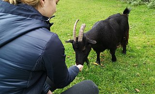 Ronja ist wieder da und nimmt Futter von Janine entgegen. Die 19-Jährige konnte die Ziege auf einem Firmengelände packen. - Ilja Regier