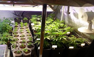 Die Beamten fanden Pflanzen in diversen Wachstumsphasen. - Foto: Polizei Minden-Lübbecke