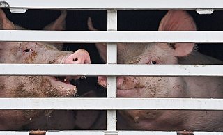 Mastschweine werden in einem Lkw zum Schlachthof transportiert. - Foto: Patrick Pleul/dpa
