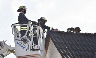 Mit Futter locken die Einsatzkräfte Katze Emy vom Dach in die Katzenbox. - Thomas Kube