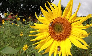 Die Natur in Rödinghausen (Symbolbild). - Meiko Haselhorst