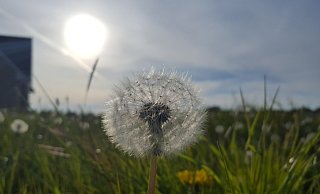 Der April war der sonnenscheinreichste, der in Drenke gemessen wurde. - Madita Schellenberg