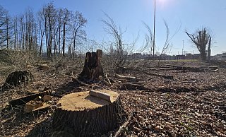 Ende Februar hat die Stadt Bäume an der Schloßstraße in Hunnebrock fällen lassen. - Gerald Dunkel
