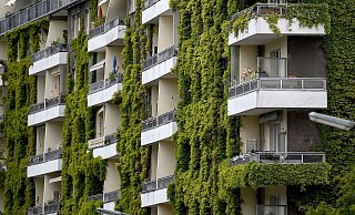 Pflanzen an der Fassade sorgen im Sommer für Schatten und im Winter für zusätzliche Dämmung. - Britta Pedersen/dpa-Zentralbild/dpa-tmn