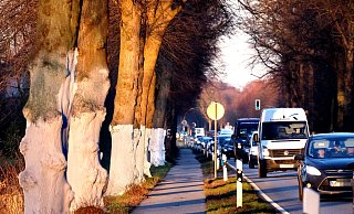 Umweltaktivisten haben die Bäume entlang der B61 vor einigen Monaten bemalt. - Andreas Frücht