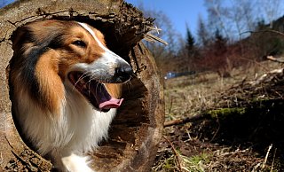 Collie Herby guckt aus einem ausgehöhlten Baumstumpf im Harz. Auf dem eingezäunten Gelände des Hundewaldes dürfen die Tierbesitzer ihre Lieblinge unangeleint laufen lassen. - picture-alliance/dpa
