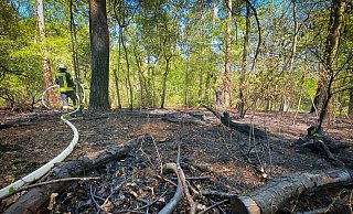 Im Kiefern-Buchenwald am Löfflerweg ist das Feuer ausgebrochen. Trockner Waldboden, altes Laub und Totholz brannten wie Zunder. Ob der Brand durch spielende Kinder ausgelöst wurde, muss die Polizei noch klären.  - Mike-Dennis Müller