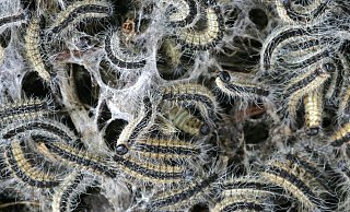 Haarige Angelegenheit: Die Raupen des Eichen-Prozessionsspinners wollen eigentlich nur harmlose Nachtfalter werden.   - ddp