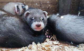 Klein und frech und niedlich: die Frettchen im Wildpark Neuhaus. - Wildpark
