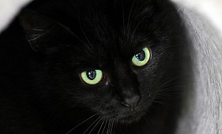 Bis zum 1. November dürfen im städtischen Tierheim der katalanischen Gemeinde keine schwarzen Katzen vermittelt werden. (Symbolbild) - Soeren Stache/dpa