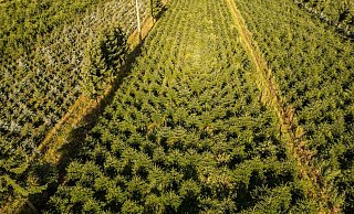 Nordmanntannen wachsen in einer Plantage in Sachsen zu Weihnachtsbäumen heran. - Robert Michael/dpa