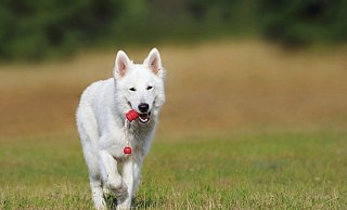 Hundebesitzer warnen vor möglichen Giftködern. - Symbolfoto/Pixabay