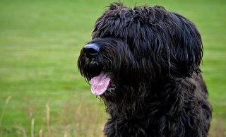 Vier Briards des Mannes hatten eine Joggerin attackiert, daraufhin wurden ihm die Hunde entzogen. - (Symbolbild) Pixabay