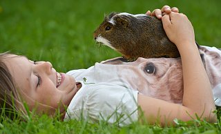 Meerschweinchen gehören zu den beliebtesten Haustieren. Dabei ist diese Rasse für Kinder gar nicht geeignet – wie auch kaum ein anderes Kleintier. - Patrick Pleul