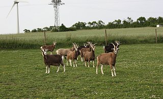 Die Thüringer Waldziege Kimberley, hier im Kreise ihrer Herde in Brakel-Frohnhausen. - Annelie Reißner