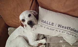 Lina hat ein neues Zuhause gefunden. Nach langer Reise ist sie in Halle heimisch geworden. - Nicole Ebel