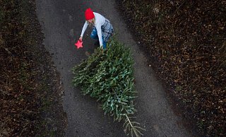 Wohin mit dem alten Weihnachtsbaum? Hier gibt es die Abholtermine im Kreis Gütersloh im Überblick. - picture alliance