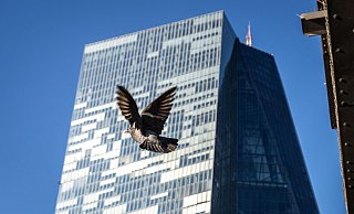 Eine Taube hebt bei strahlendem Sonennschein vor der Zentrale der Europäischen Zentralbank in Frankfurt ab. - Frank Rumpenhorst/dpa