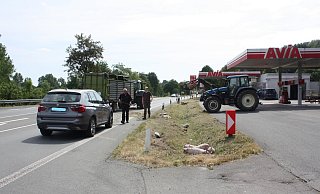 Einige der Ferkel kauerten sich nach dem Unfall in den Straßengraben. - Polizei Höxter