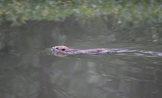 Guter Schwimmer: Der Biber in der Warburger Diemel auf der Suche nach Baumaterial für seine Burg. - Hermann Ludwig
