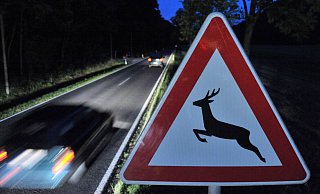Ein Verkehrsschild warnt vor Wildwechsel. (Symbolbild) - picture alliance/dpa