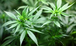 Ein Rauchmelder konnte offenbar das kleine Zeltgewächshaus für Cannabispflanzen nicht mehr riechen. - Symbolfoto: pixabay / Creative Commons